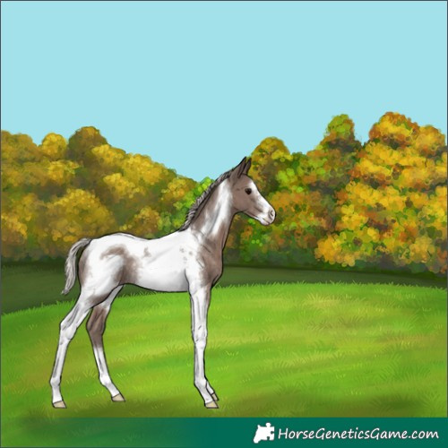 Horse Color:Silver Black Tobiano Frame Rabicano 