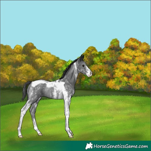 Horse Color:Black Sabino Tobiano Rabicano 