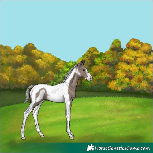 Horse Color:Silver Grullo Tobiano Frame Rabicano 