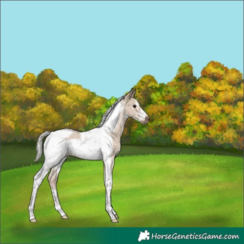 Horse Color:Silver Grullo Sabino Tobiano Frame Rabicano