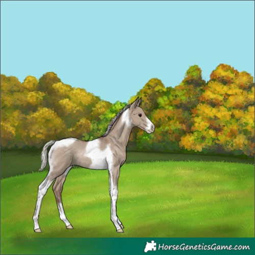 Horse Color:Silver Grullo Tobiano Frame Rabicano