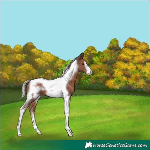 Horse Color:Silver Black Tobiano Frame 