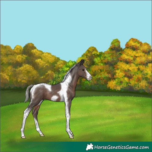 Horse Color:Silver Black Tobiano Frame 