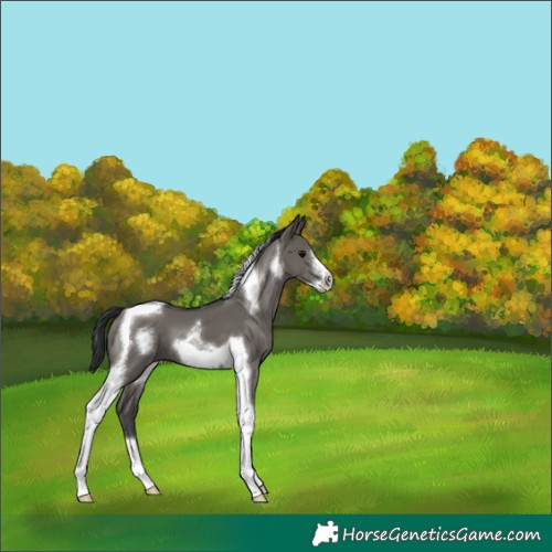 Horse Color:Grullo Tobiano Frame 