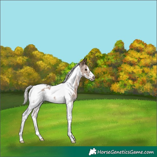 Horse Color:Silver Black Sabino Tobiano Frame 