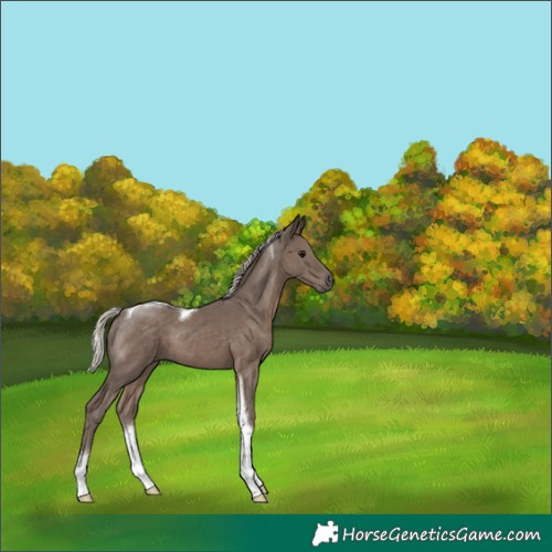Horse Color:Silver Black Tobiano 