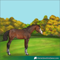 Horse Color:Bay Appaloosa  and Bay Appaloosa 