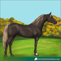 Horse Color:Liver Chestnut Rabicano 