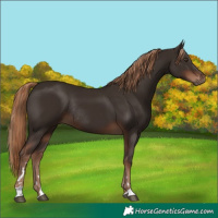 Horse Color:Liver Chestnut Rabicano 