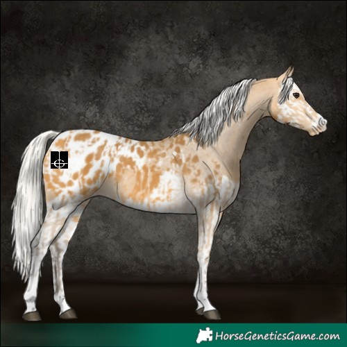 Horse Color:Silver Buckskin Blanket  and Silver Buckskin Splash Blanket 