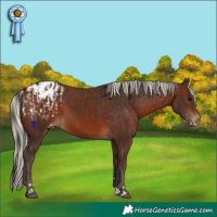 Horse Color:Brown Blanket  and Silver Brown Blanket 