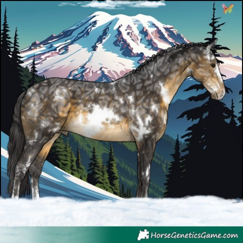 Horse Color:White Spotted Buckskin Ice Sabino 
