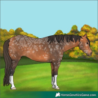 Horse Color:Bay Ice