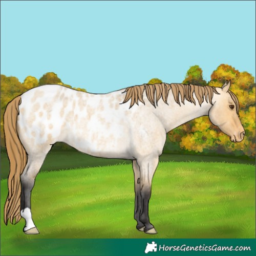 Horse Color:Buckskin Roan Dun Appaloosa
