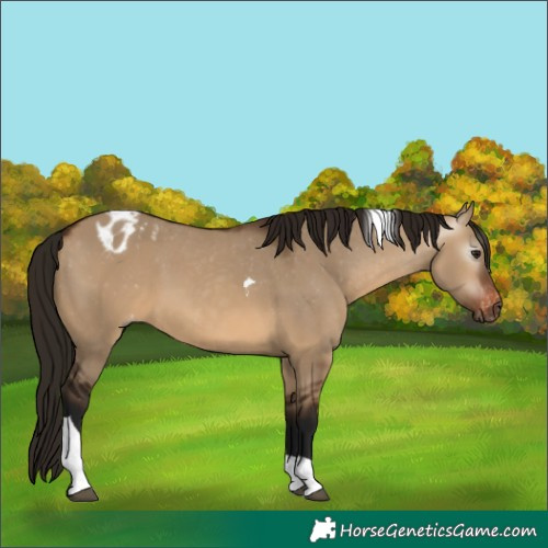 Horse Color:Gray Bay Dun Tobiano Appaloosa