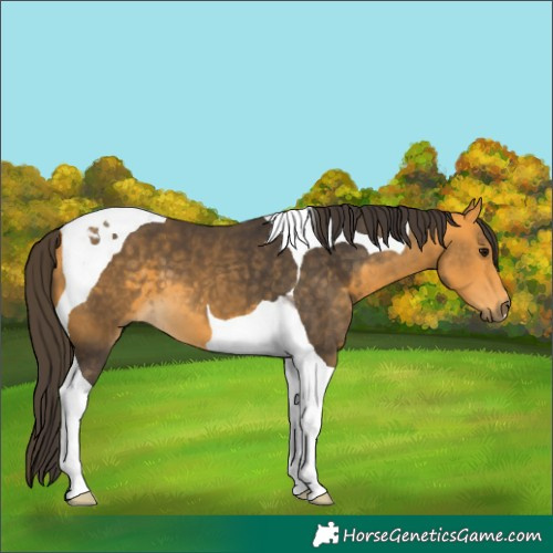 Horse Color:Buckskin Tobiano 