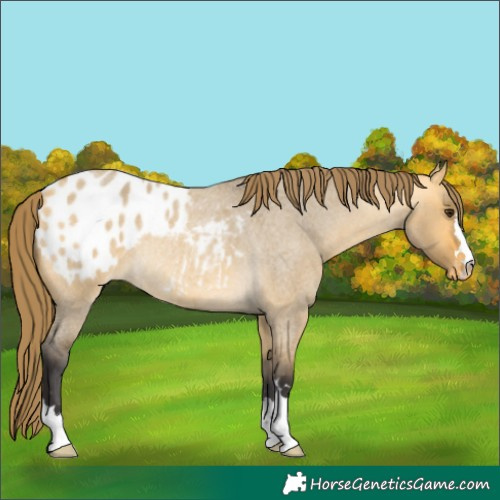 Horse Color:Buckskin Roan Dun Appaloosa Rabicano 