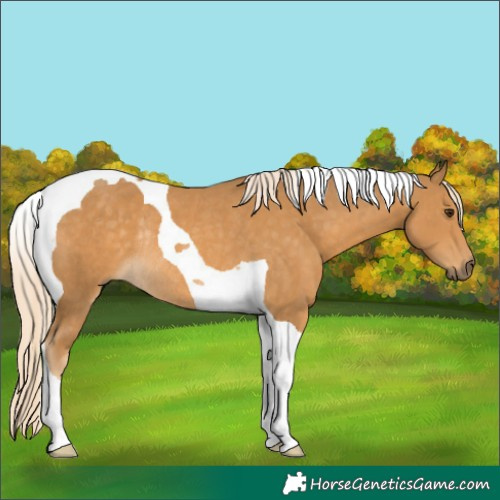 Horse Color:Palomino Tobiano Rabicano 