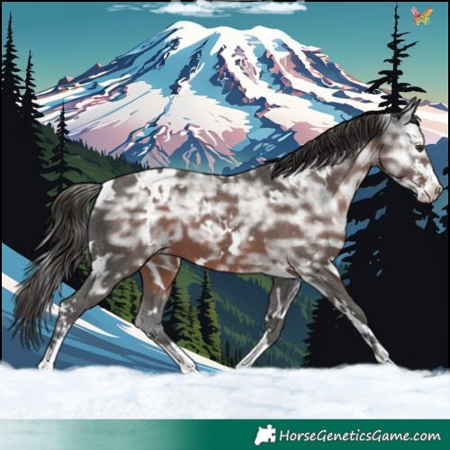 Horse Color:White Spotted Liver Chestnut Ice Sabino 