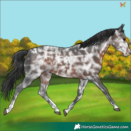 Horse Color:White Spotted Brown Ice Sabino 