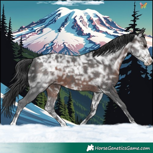 Horse Color:White Spotted Brown Ice Sabino 