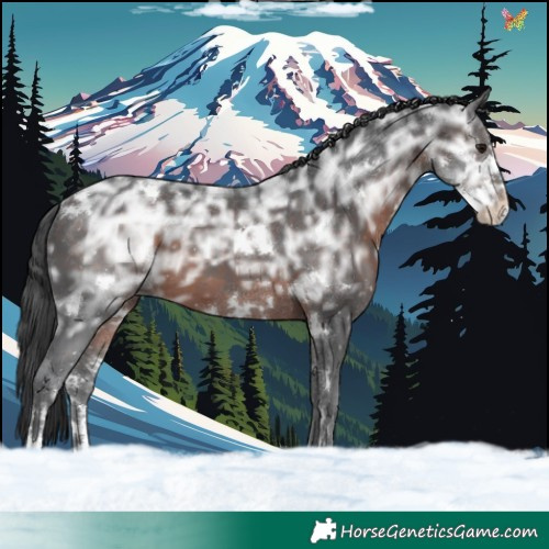 Horse Color:White Spotted Brown Ice Sabino 