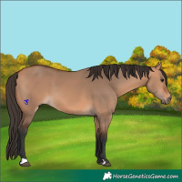 Horse Color:Bay Dun