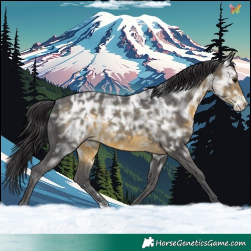 Horse Color:White Spotted Buckskin Ice Sabino 