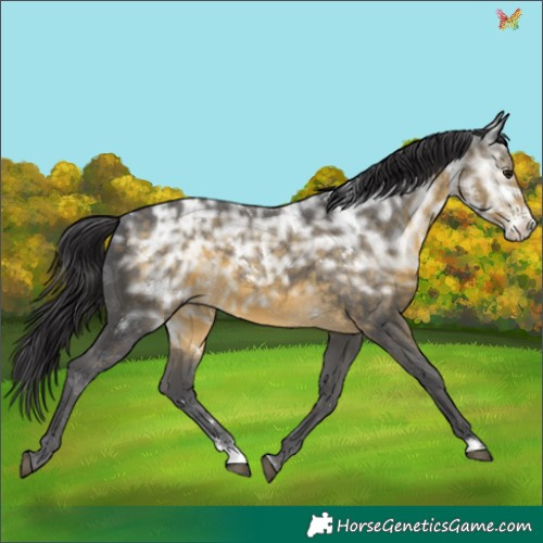 Horse Color:White Spotted Buckskin Ice Sabino 