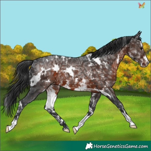 Horse Color:White Spotted Brown Ice Sabino 
