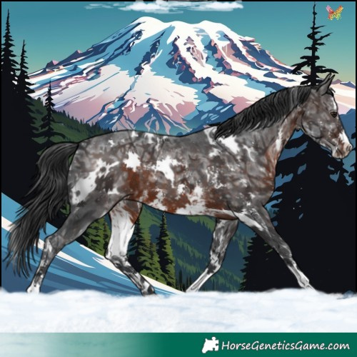 Horse Color:White Spotted Brown Ice Sabino 