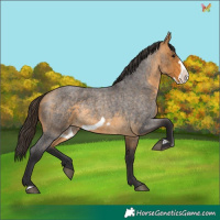 Horse Color:Buckskin Roan Frame 