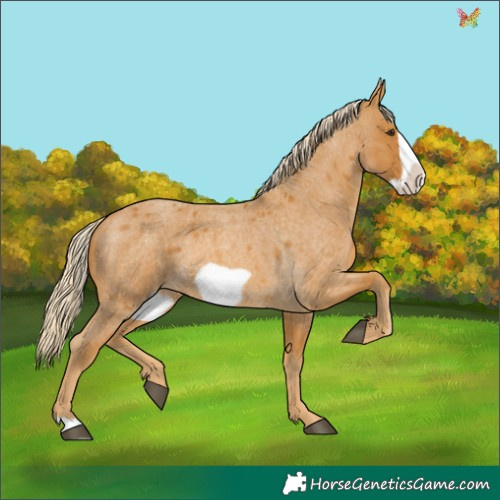 Horse Color:Palomino Roan Frame 