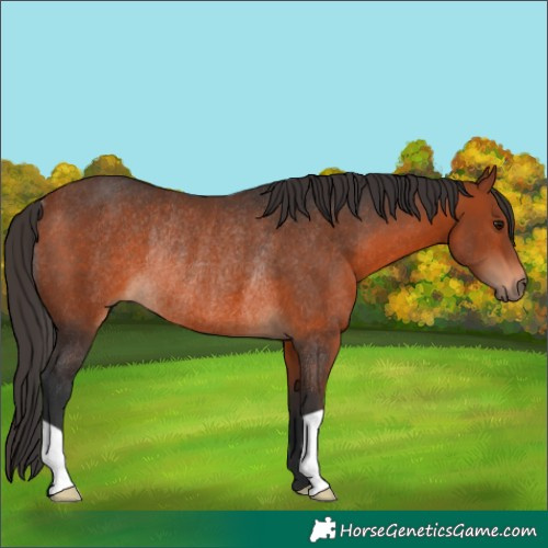 Horse Color:Bay Rabicano 