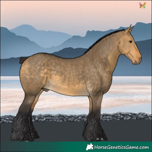 Horse Color:Buckskin Dun 