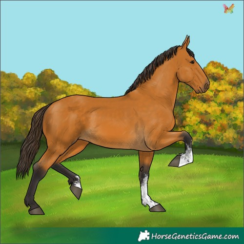 Horse Color:Buckskin Sabino