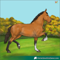 Horse Color:Buckskin Sabino