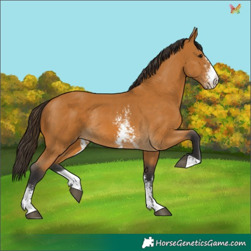 Horse Color:Buckskin Sabino Rabicano