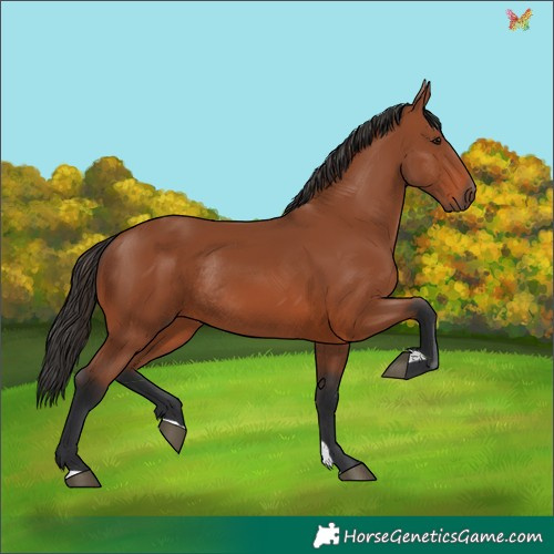 Horse Color:Bay Rabicano 