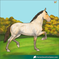 Horse Color:Amber Cream Champagne Roan 
