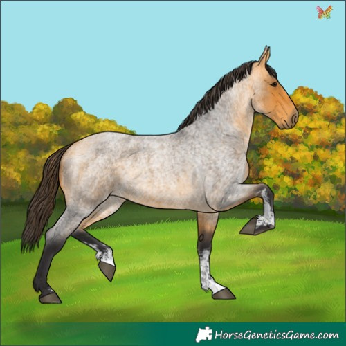 Horse Color:Buckskin Roan Sabino Rabicano 