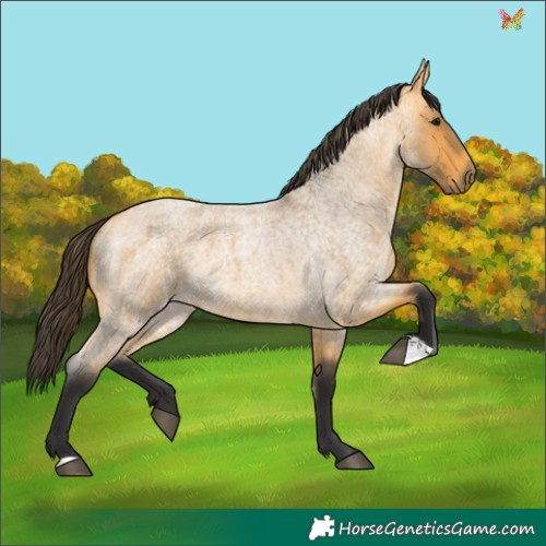 Horse Color:Buckskin Roan