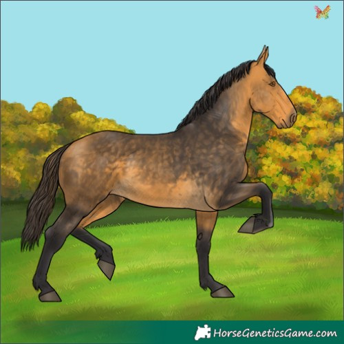 Horse Color:Buckskin 