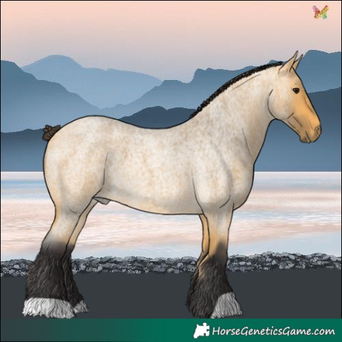 Horse Color:Buckskin Roan 