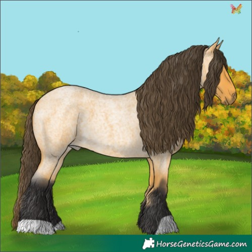 Horse Color:Buckskin Roan 