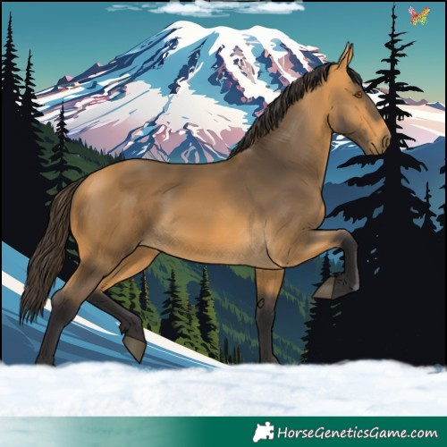 Horse Color:Buckskin 