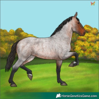 Horse Color:Bay Roan 