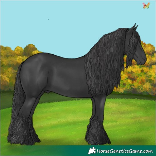 Horse Color:Black 