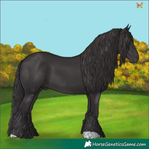 Horse Color:Smoky Black 