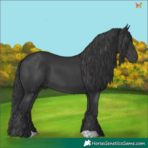 Horse Color:Black 
